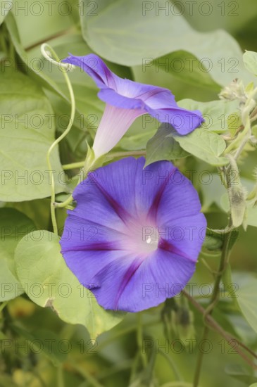 Purple morning glory (Ipomoea purpurea), flowers, native to Mexico, ornamental plant, North