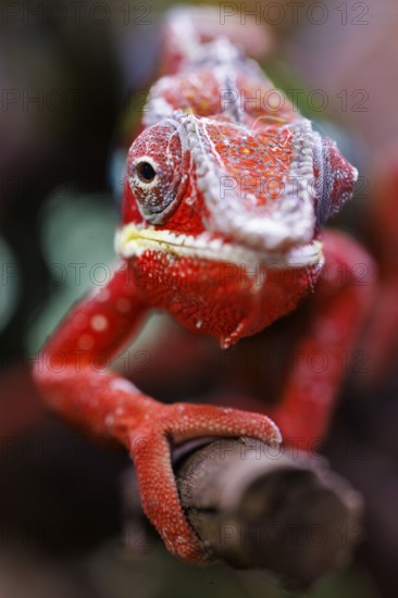 Panther chameleon (Furcifer pardalis), Germany, Europe
