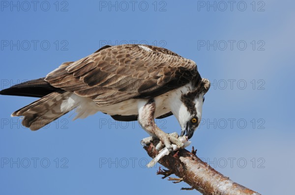 Western osprey (Pandion haliaetus) eating preyed fish, Everglades National Park, Florida, USA,