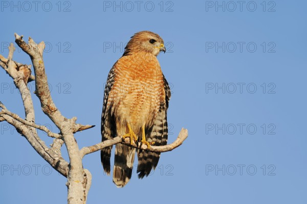 Red-shouldered Hawk (Buteo lineatus), Everglades National Park, Florida, USA, North America
