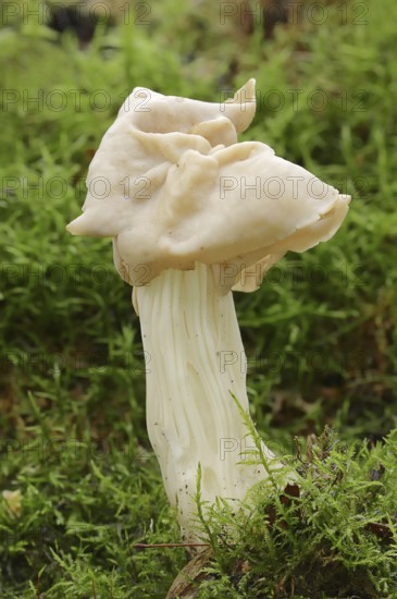 Autumn laurel or white saddle (Helvella crispa), North Rhine-Westphalia, Germany, Europe