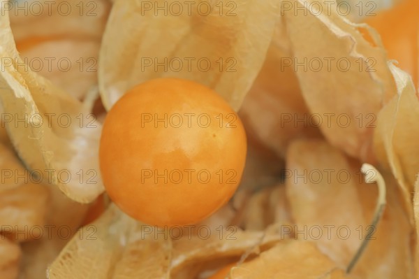 Cape gooseberry or Andean berry (Physalis peruviana), fruit