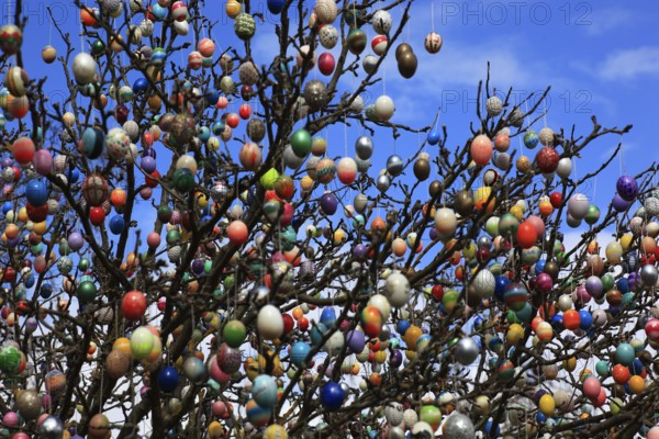 Many colourful Easter eggs on a tree, Easter custom (date unknown)