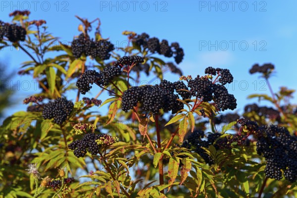 Black elder (Sambucus) in front of a clear blue sky, surrounded by green leaves, Romania, Europe