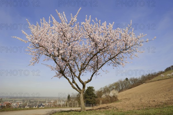 Flowering almond tree (Prunus dulcis, Prunus amygdalus), Hessische Bergstrasse, Hesse, Germany,