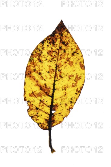 Autumn-coloured leaf of a walnut (Juglans regia), tree, free-standing, Vechta, Lower Saxony,