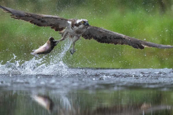 Western osprey (Pandion haliaetus) hunting with a trout, Aviemore, Scotland, Great Britain