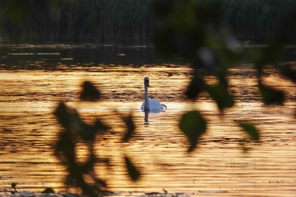 Upper Lusatian Heath and Pond Landscape, Swan, June, Saxony, Germany, Europe