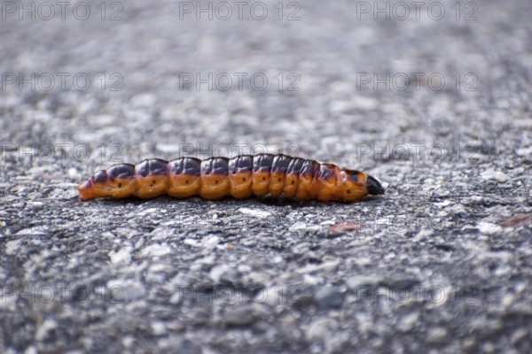 Caterpillar of the willow borer (Cossus cossus) on tarred road, seen in Berchtesgaden National
