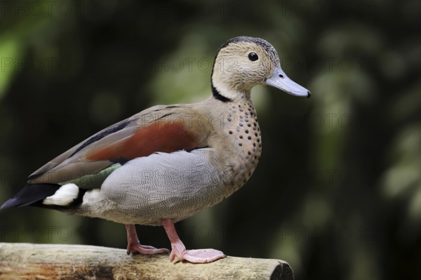 Ringed teal (Callonetta leucophrys), male, North Rhine-Westphalia, Germany, native to South
