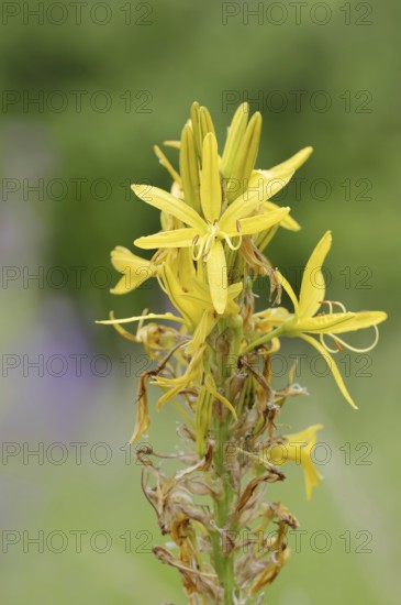 Junker lily or yellow asphodel (Asphodeline lutea), flowers, Italy, Europe