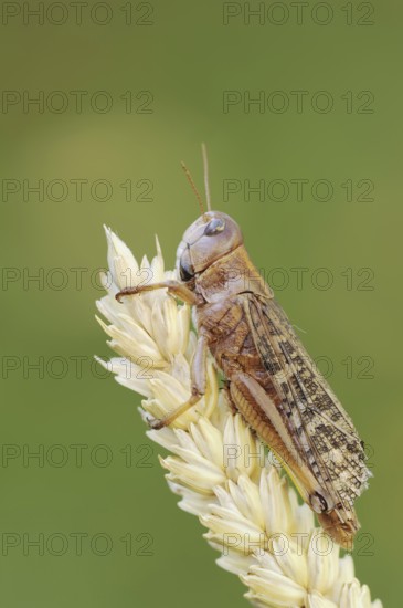 European migratory locust (Locusta migratoria), Provence, southern France