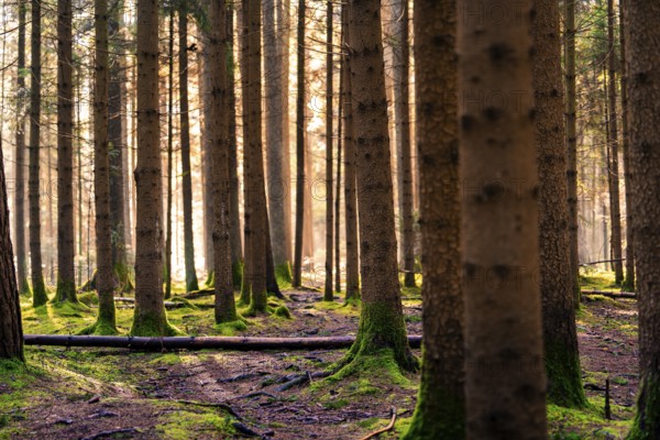 Sunbeams fall into a pine forest and create a calming ambience, Unterhaugstett, Black Forest,