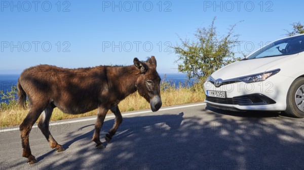 A donkey looking at a white car at the roadside, farm animals, Mani Peninsula, Peloponnese, Greece,
