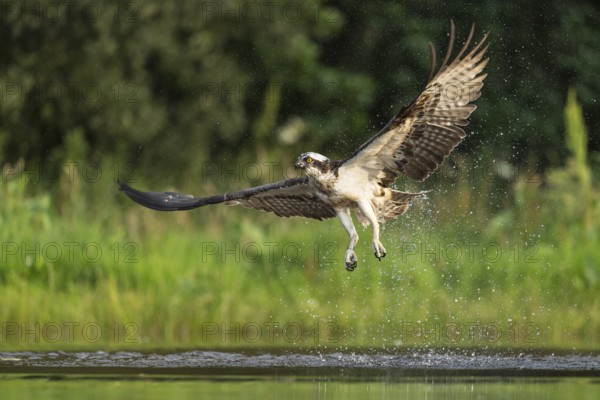 Western osprey (Pandion haliaetus) hunting, Aviemore, Scotland, Great Britain