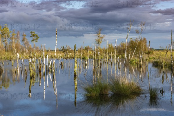 Goldenstedter Moor, nature reserve, rewetting, Goldenstedt, Lower Saxony, Germany, Europe