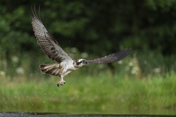 Western osprey (Pandion haliaetus) hunting, Aviemore, Scotland, Great Britain