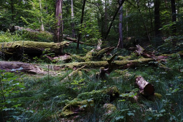 Tiefental nature reserve near Königsbrück in summer, West Lusatia, Saxony, Germany, Europe