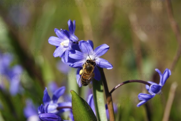 Charming Scilla, Bee, March, Germany, Europe