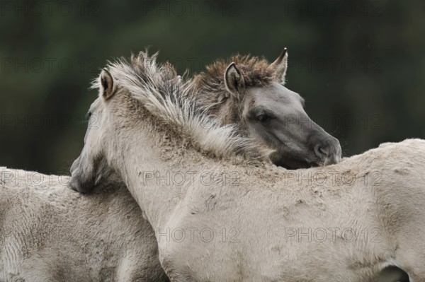 Dülmen wild horses, foals, Merfelder Bruch, Dülmen, North Rhine-Westphalia, Germany, Europe