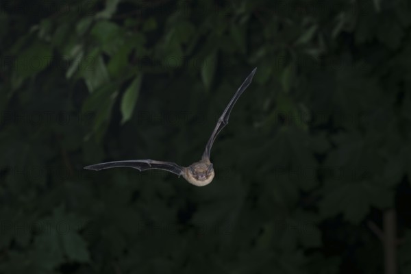 Common pipistrelle (Pipistrellus pipistrellus) hunting insects in front of deciduous forest,
