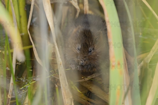 Water vole (Arvicola amphibius) adult animal feeding on a reed plant stem in a pond in the summer,
