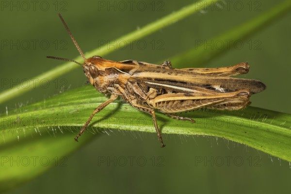 Chorthippus mollis (Chorthippus mollis), female on a grass leaf, Baden-Württemberg, Germany, Europe