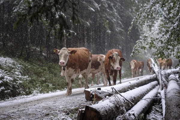 Winter onset, mountains, cows, cattle drive, weather, snow, forest road, alpine pasture, September,