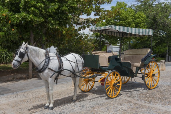 Traditional horse-drawn carriage with white horse on a cobbled path, old town, Ronda, Málaga
