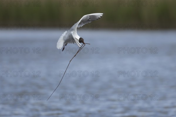 Black headed gull (Chroicocephalus ridibundus) adult bird in flight with nesting material in its