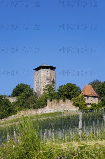 Hohenbeilstein Castle, hilltop castle, Beilstein, Heilbronn district, Baden-Württemberg, Germany,