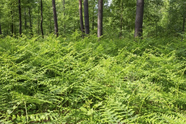 Bracken fern (Pteridium aquilinum) in spring, Lower Saxony, Germany, Europe