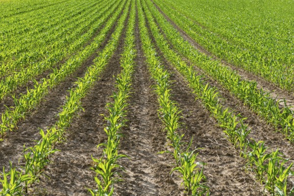 Symbolic image of renewable energies, young maize plants in the field, cultivation for biogas