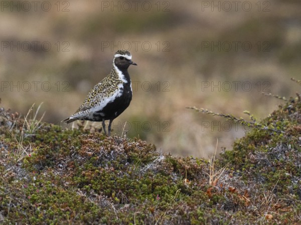 Eurasian golden plover (Pluvialis apricaria) adult male, alert in tundra breeding ground, May,