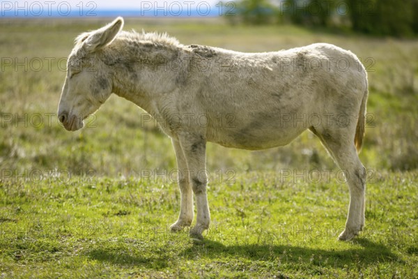 A single white donkey, baroque donkey, standing upright on a green meadow in daylight, Lake