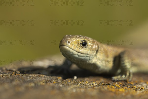 Common lizard (Zootoca vivipara) adult reptile animal head portrait, England, United Kingdom,