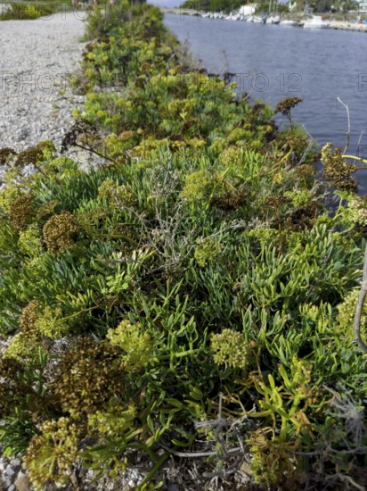 Shore vegetation, various plants, mainly sea fennel, sea fennel, sea bacillus, beach bacillus,
