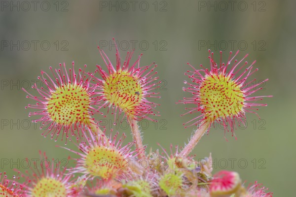 Common sundew (Drosera rotundifolia), close-up, several plants fully spread out and ready to catch