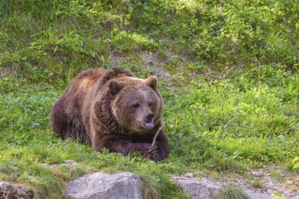 An adult female brown bear (Ursus arctos arctos) lies on a meadow and chews a bone