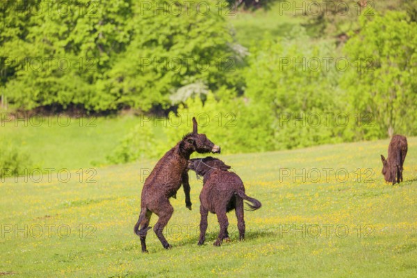 Two mixed breed donkey stallions fight