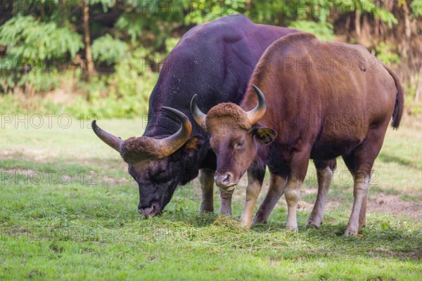 A male and a female Gaur (Bos gaurus gaurus) stand side by side on a green meadow, eating grass