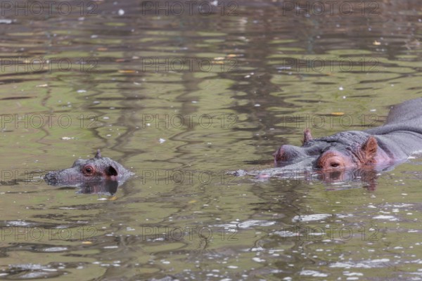 A baby hippopotamus (Hippopotamus amphibius) and its mother swimming in a river