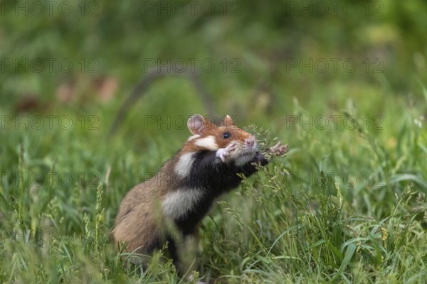 One European hamster (Cricetus cricetus), Eurasian hamster, black-bellied hamster or common