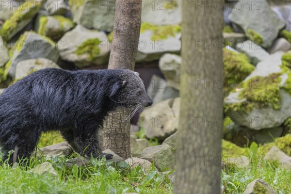 One binturong (Arctictis binturong), or bearcat walking over green grass with rocks in the