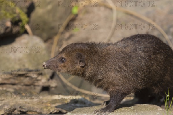 One common kusimanse (Crossarchus obscurus), also known as the long-nosed kusimanse, cusimanse or