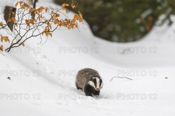 One young European badger (Meles meles) walking through a ravine in deep snow