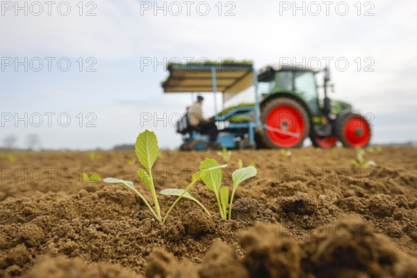 Welver, Soest district, Sauerland, North Rhine-Westphalia, Germany - Vegetable cultivation, field