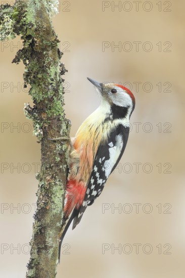 Middle Spotted Woodpecker (Dendrocopos medius), on a thin branch, Wildlife, Animals, Birds,