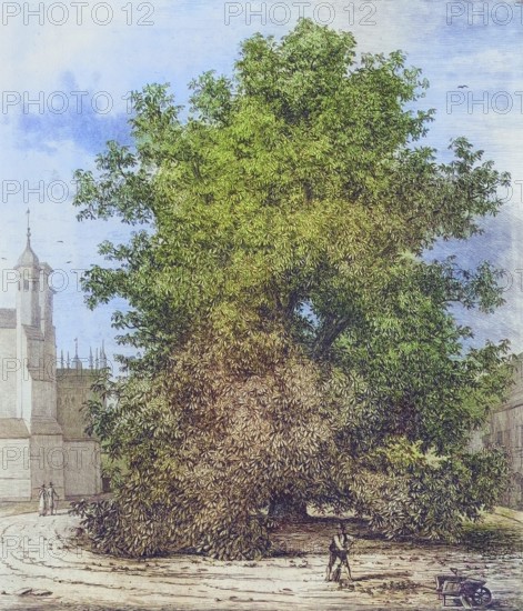 Famous old trees, The Horse Chestnut in Burleigh, England, Historical, digitally restored