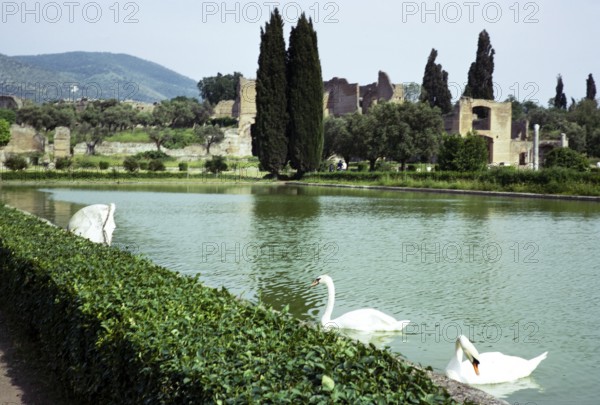 Swans on lake at Hadrian's Villa, Tivoli, Rome, Italy 1974